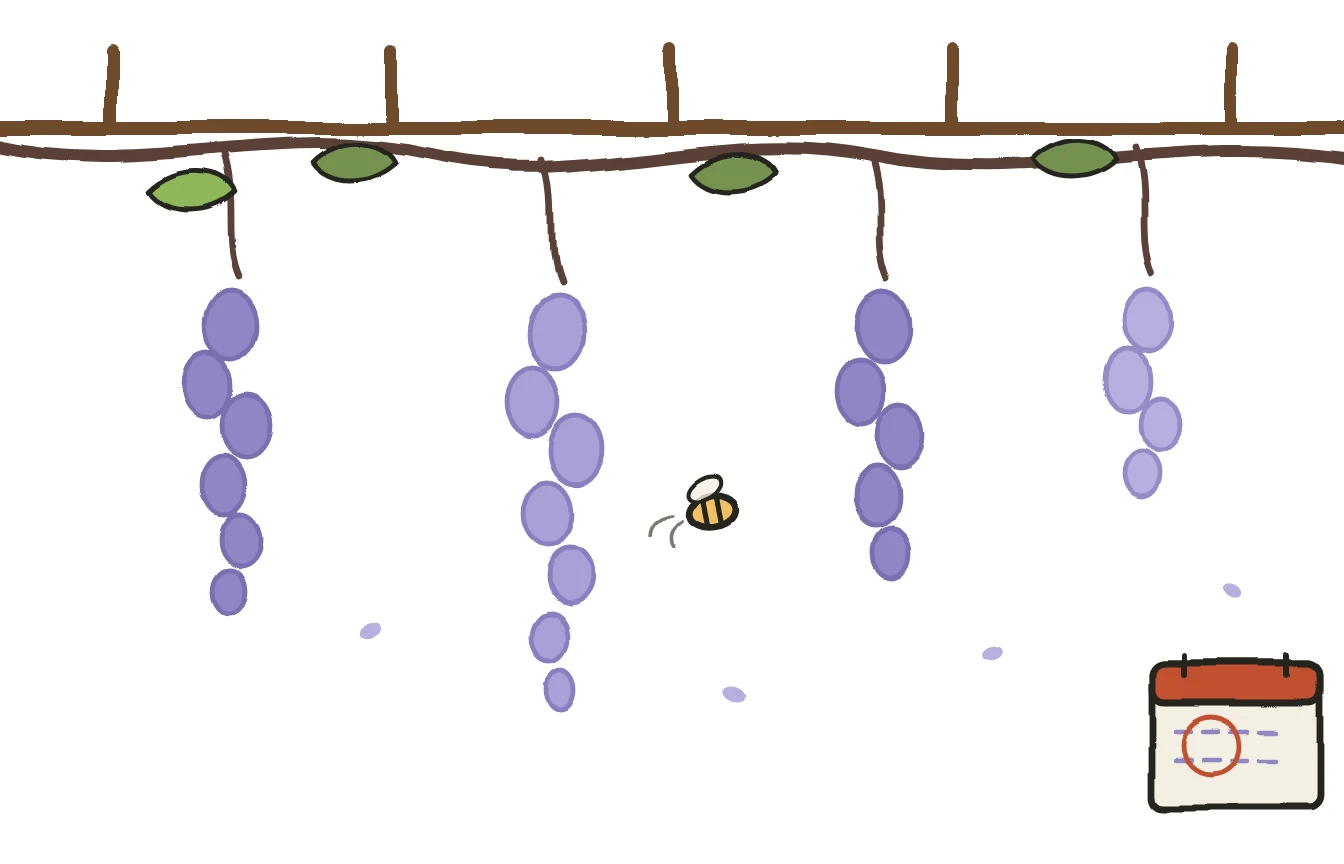 The wisteria, and when to come see it