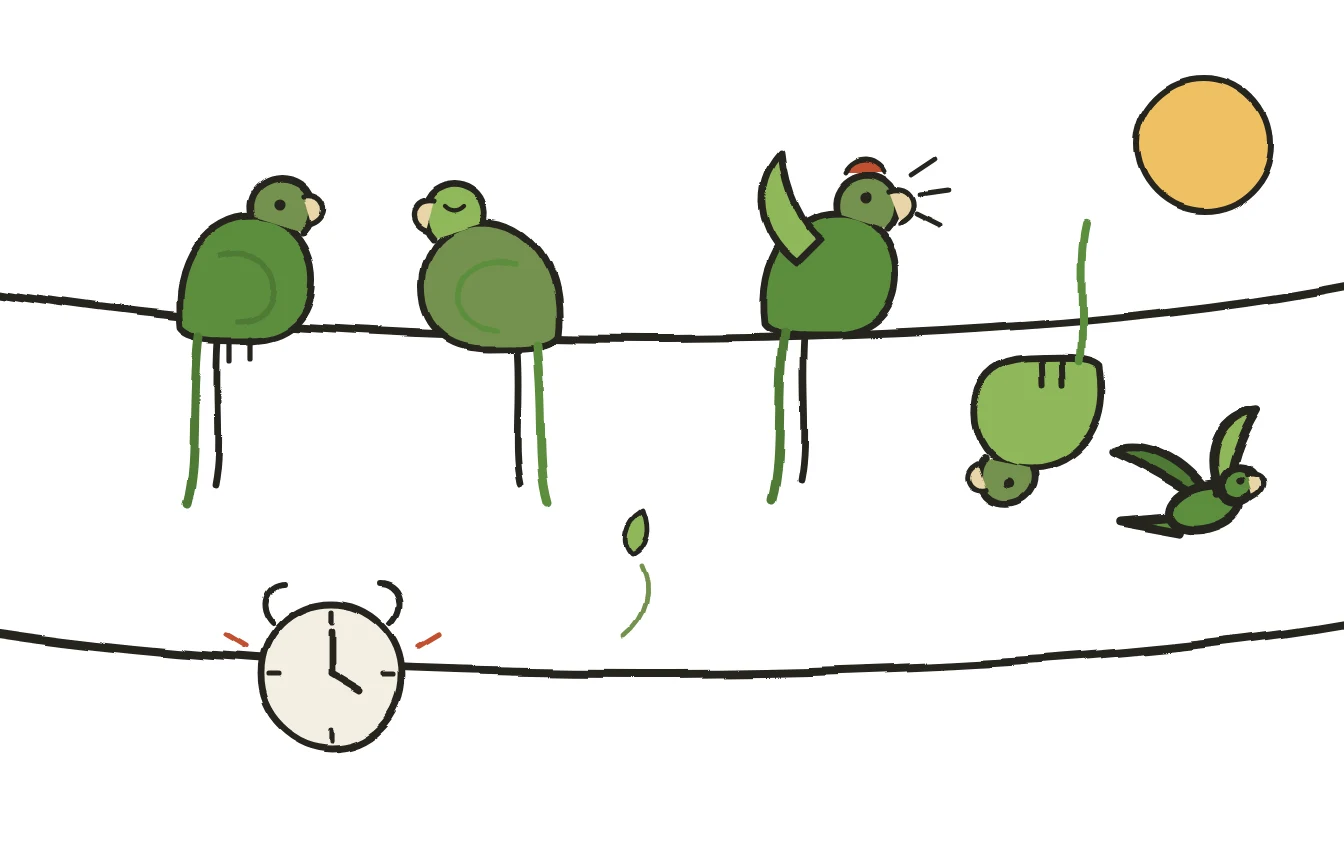 A field guide to the wild parrots